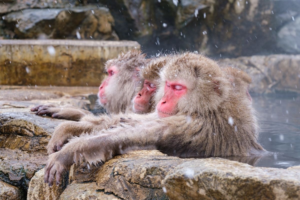 Jigokudani Yaen-koen (Snow Monkey Park)