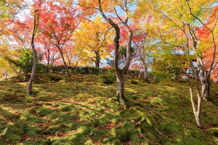 常寂光寺 (Jojakko-ji) 7