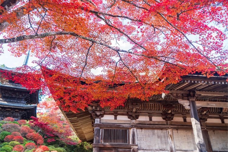 Jorakuji Temple (Nishi-dera / Konan Sanzan)