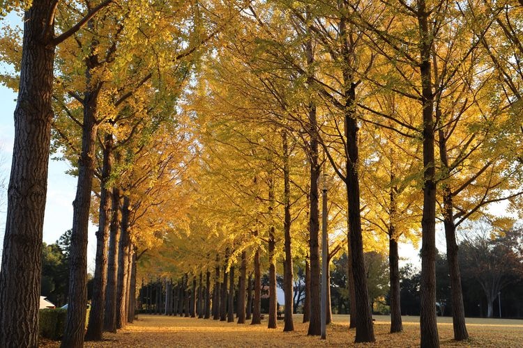 科学万博記念公園