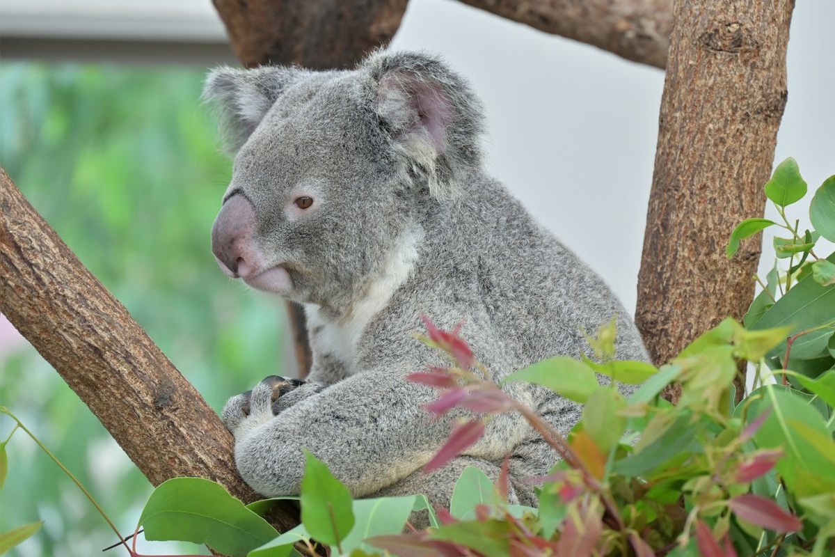 Kagoshima Hirakawa Zoo