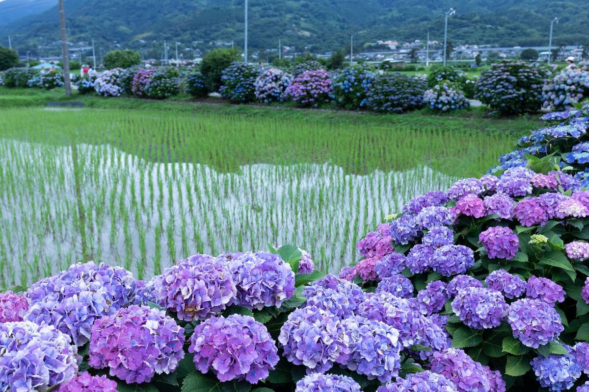 Kaisei Ajisai no Sato