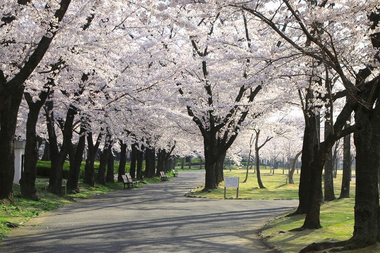 Kaiseizan Park 2