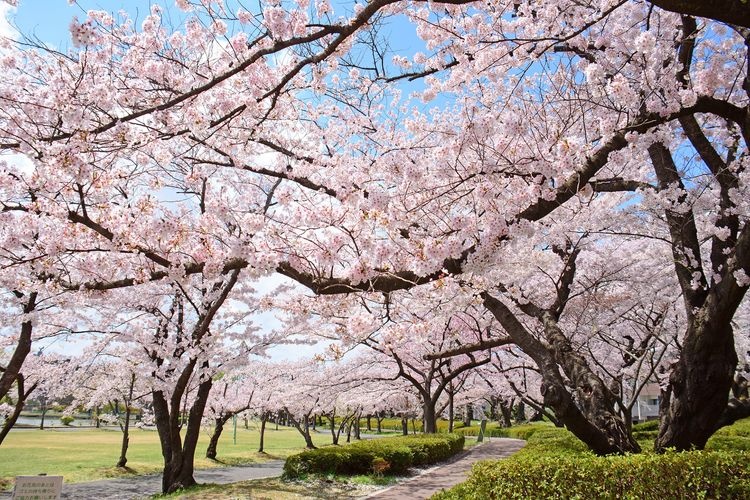 Kaiseizan Park 3
