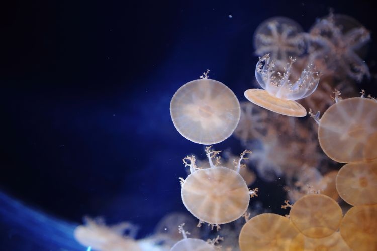 Kaiyukan Aquarium