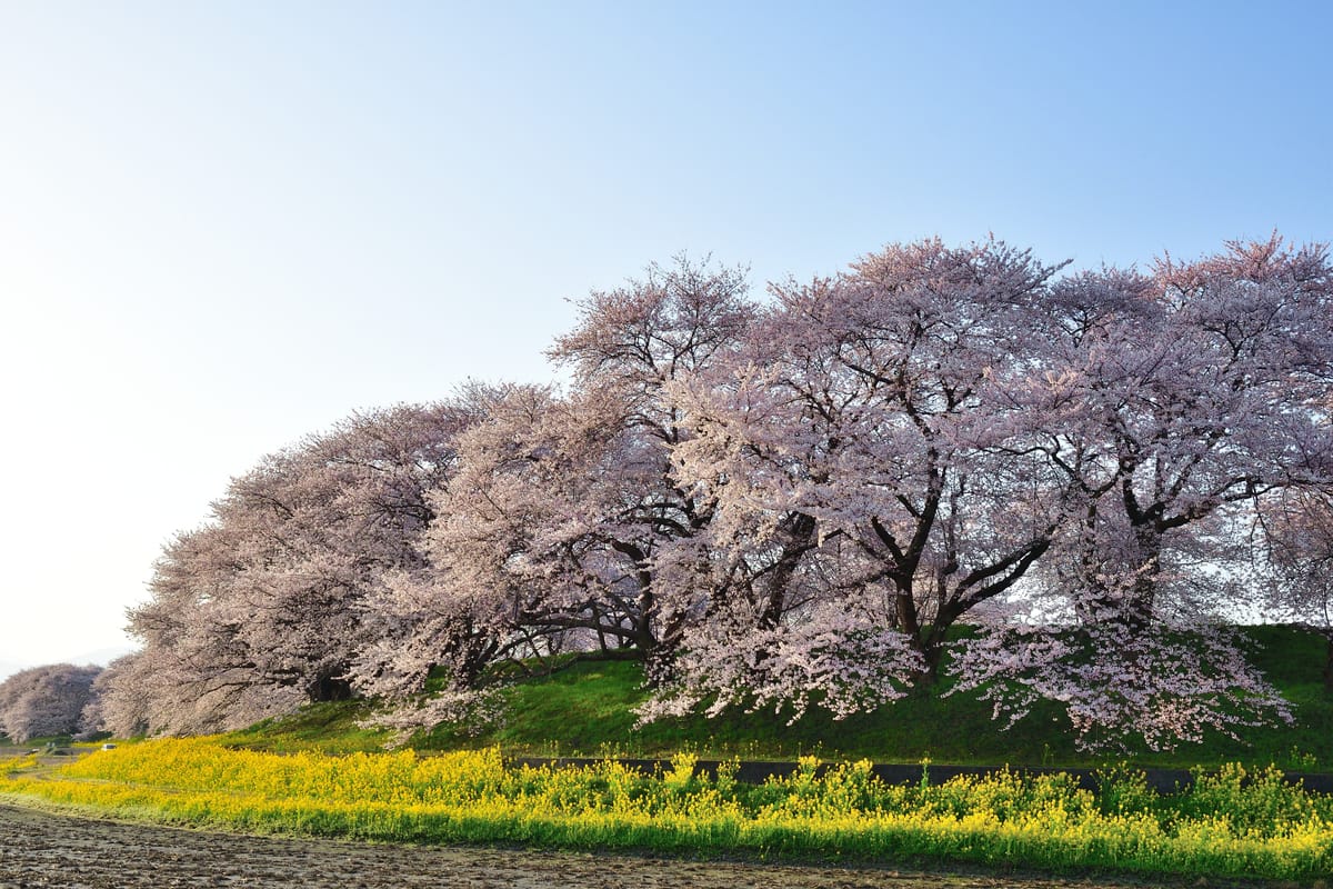 Kajikawa Chisuikinen Koen
