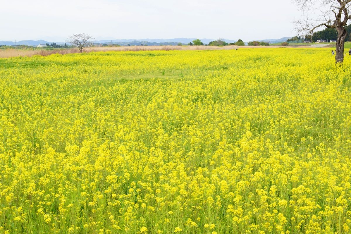 Campos de Colza de Kakuda