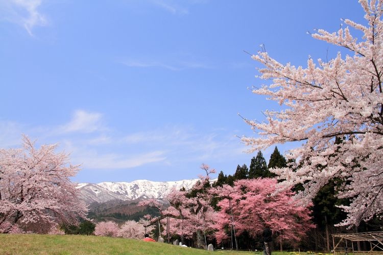 Kamanokoshi Rural Park Cherry Blossoms