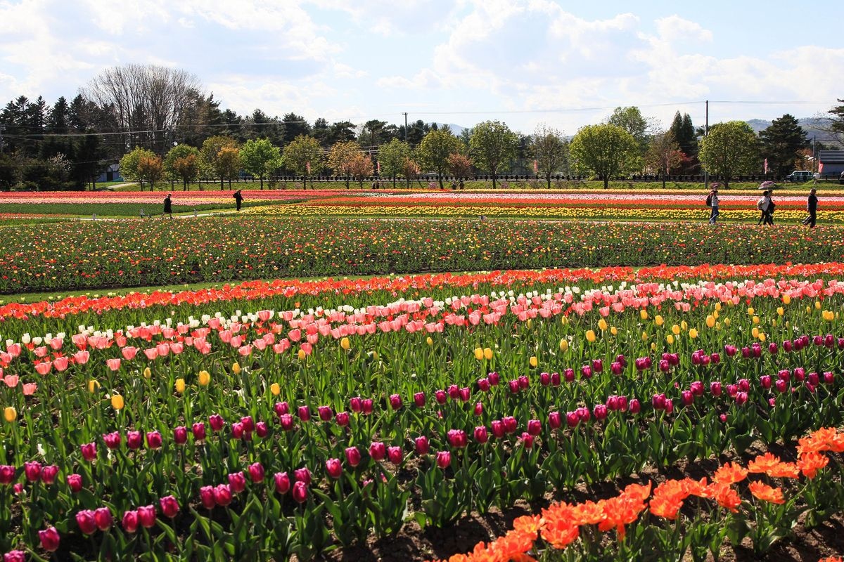 上湧別鬱金香公園 (Kami Yuubetsu Tulip Park)