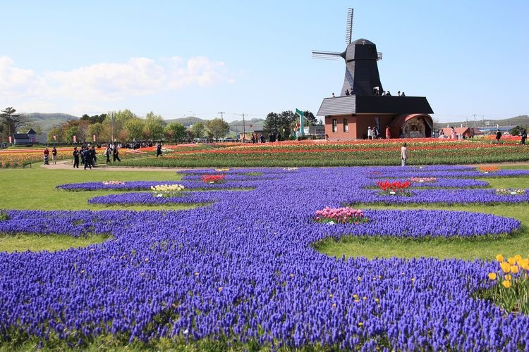 上湧別鬱金香公園 (Kami Yuubetsu Tulip Park)