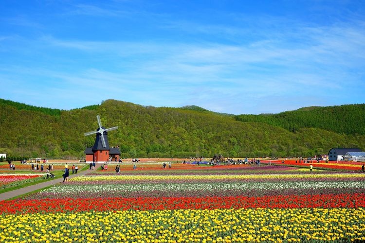 上湧別鬱金香公園 (Kami Yuubetsu Tulip Park) 2