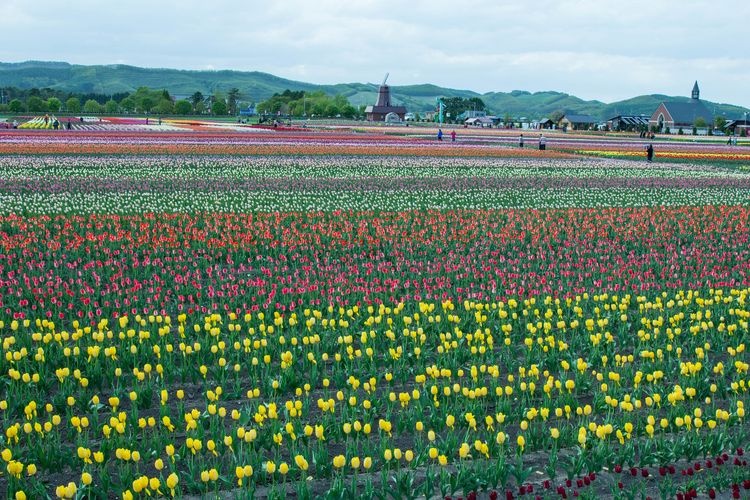 上湧別鬱金香公園 (Kami Yuubetsu Tulip Park) 3