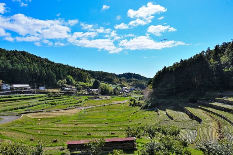 上代田の棚田