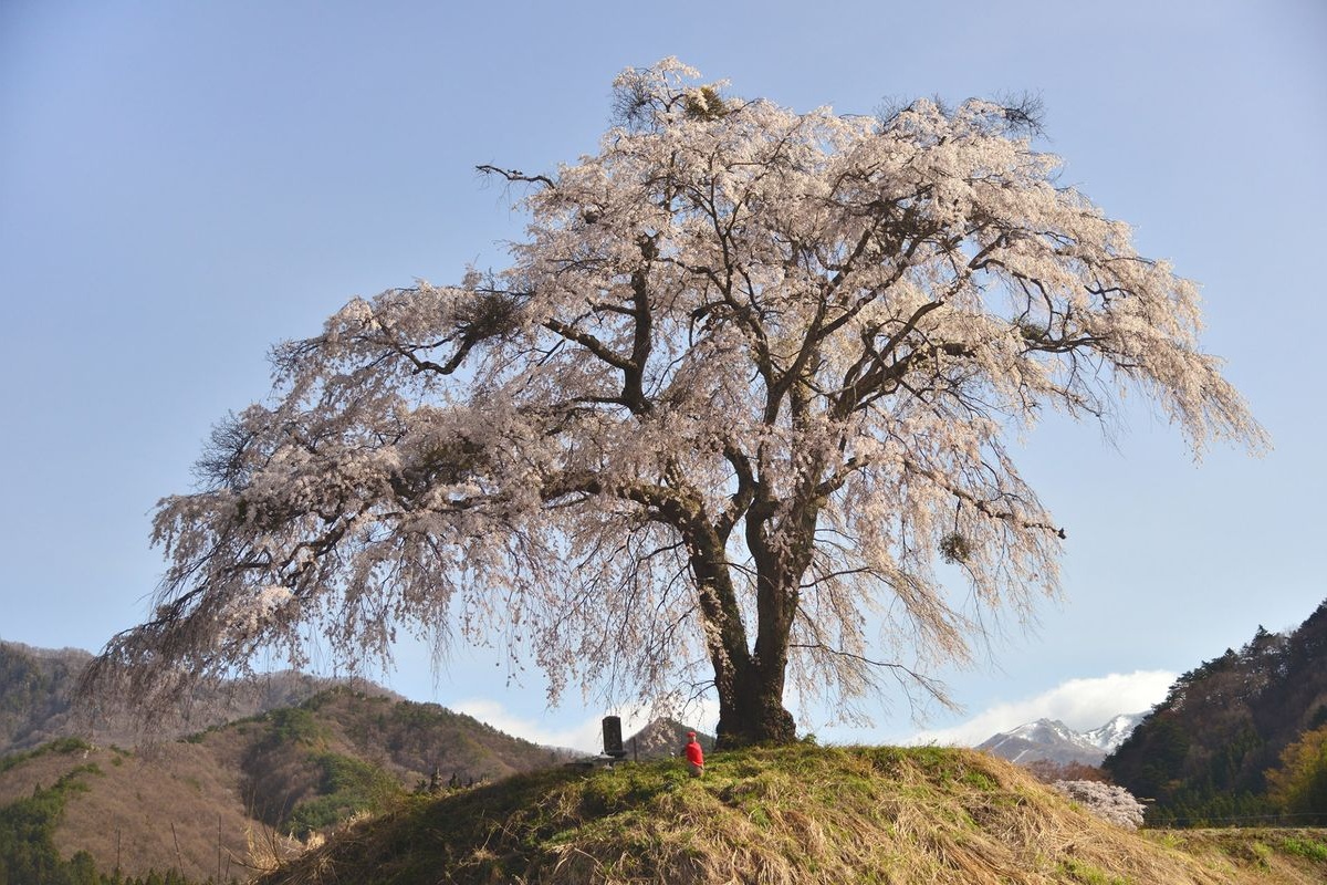上发地垂枝樱 (Kamihachi no Shidarezakura)
