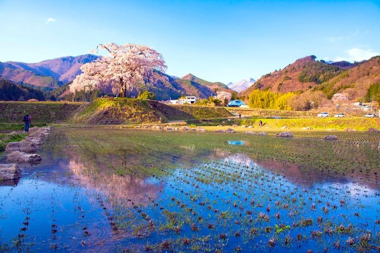 上发地垂枝樱 (Kamihachi no Shidarezakura)