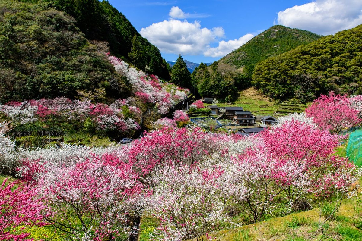 上久喜的花桃