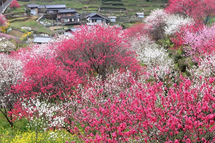 上久喜的花桃