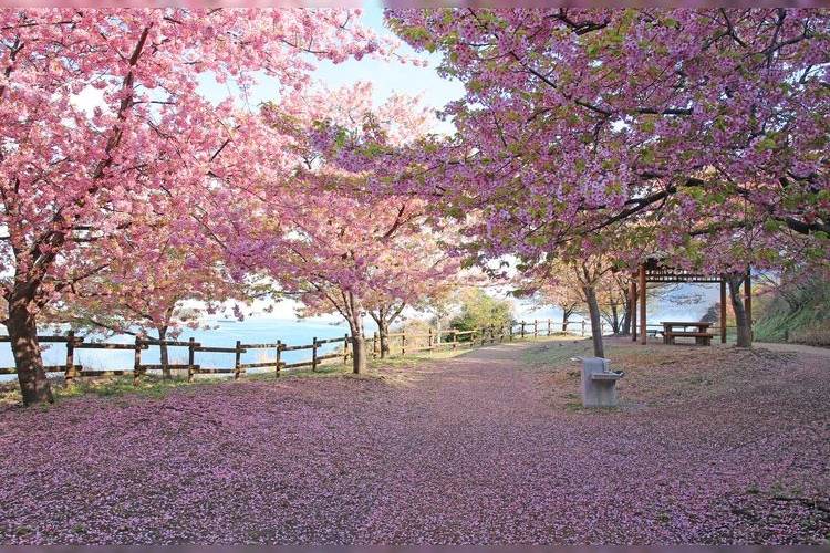 สวนประวัติศาสตร์คามิยามา คามิซากิ (Kamisaki Joyama Historical Park) 2