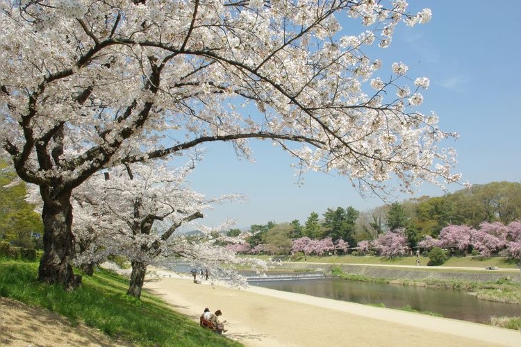 สวนสาธารณะคามโมกาวะ (Kamogawa Park) 2