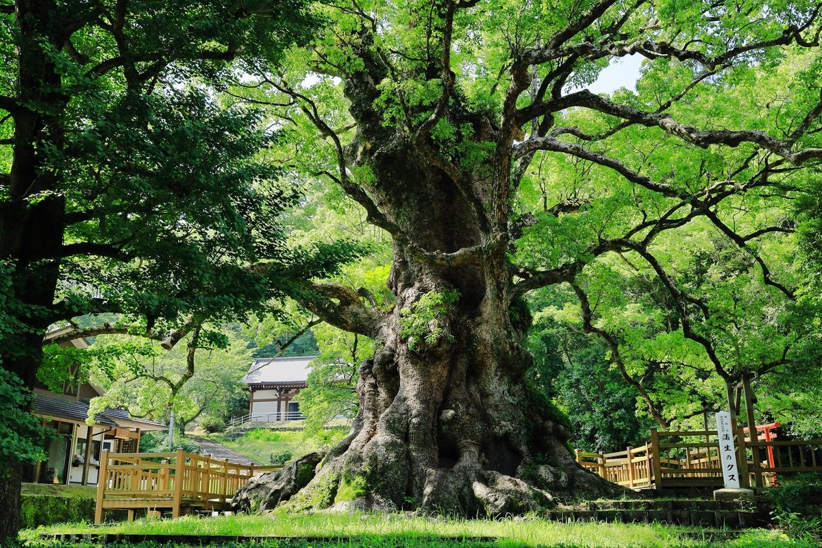 Gamo no Okusu (Gamo Hachiman Shrine)