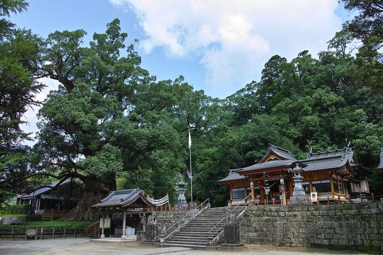 Le Grand Camphrier de Gamo (Sanctuaire Gamo Hachiman)
