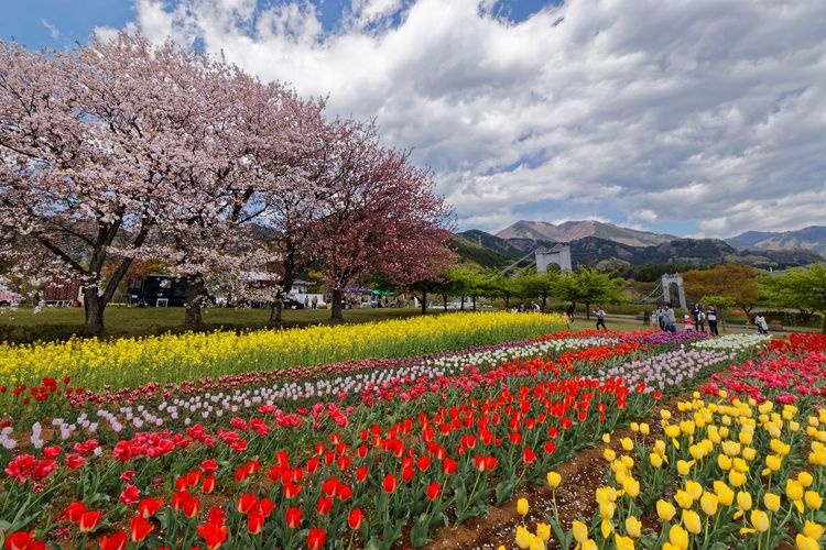 Parc de Hadano Togawa (Kanagawa) 2
