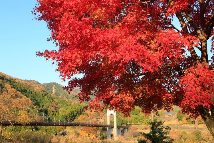 Parc de Hadano Togawa (Kanagawa) 4