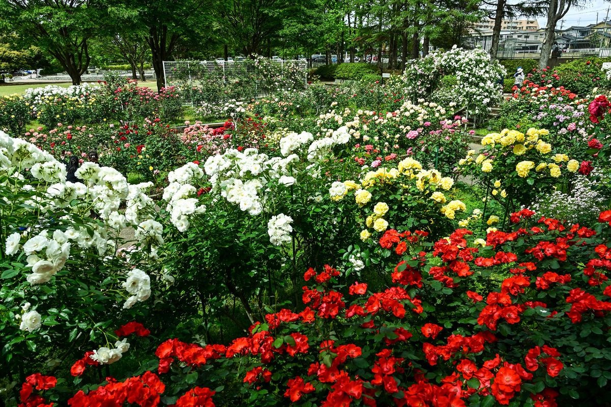Kanazawa Minami Sogo Undo Koen Rosen園