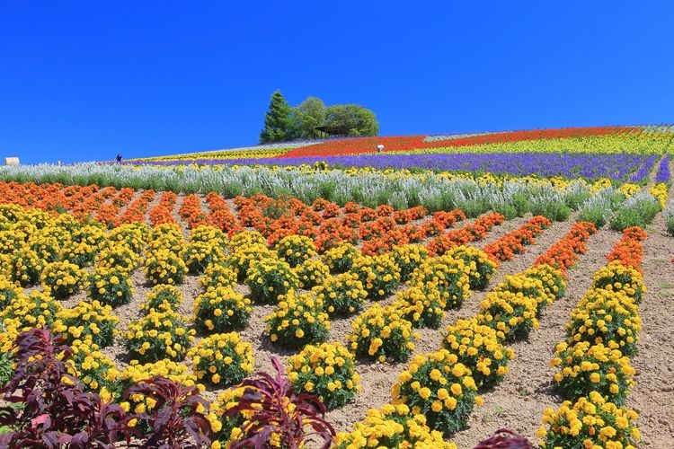 Kanno Farm 3