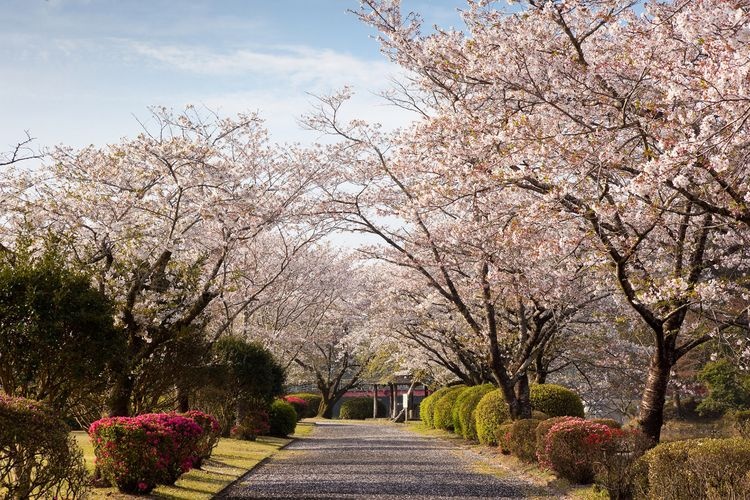 観音池公園