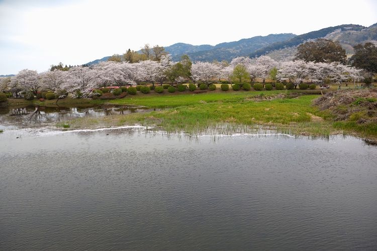 觀音池公園 2