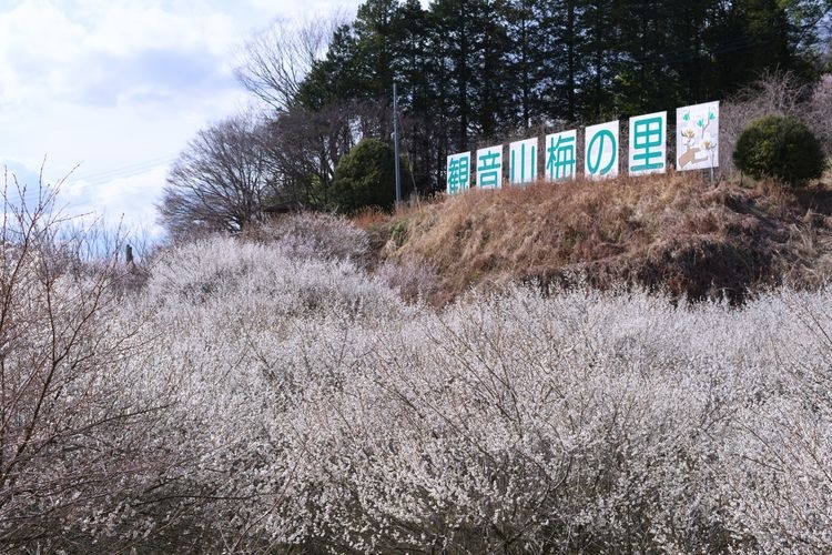 Kannonoyama Ume no Sato Baien