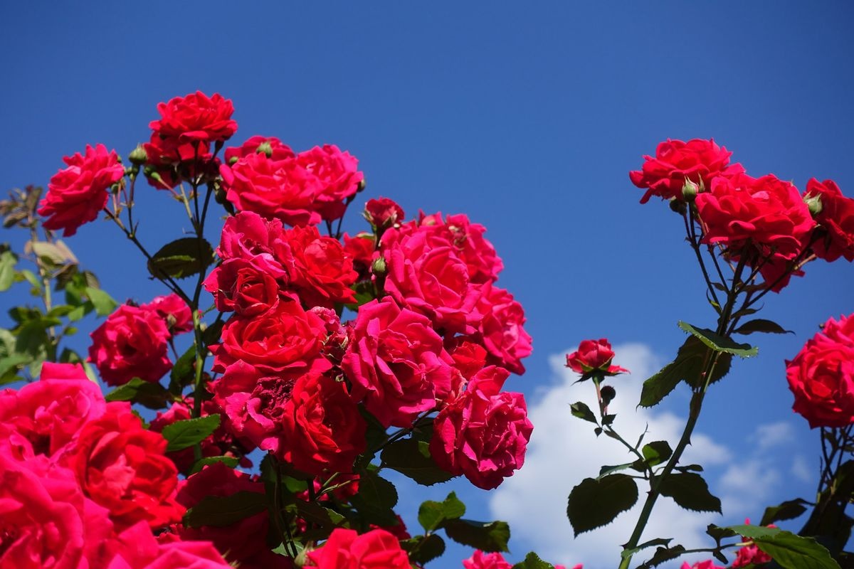 鹿屋玫瑰园 (Kanoya Rose Garden)