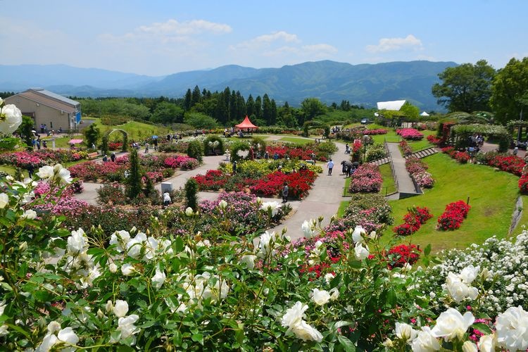 鹿屋玫瑰园 (Kanoya Rose Garden) 2