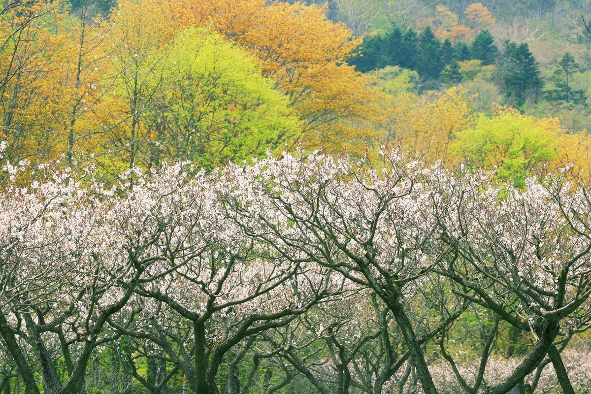 Kariusatsu Kogen Baien