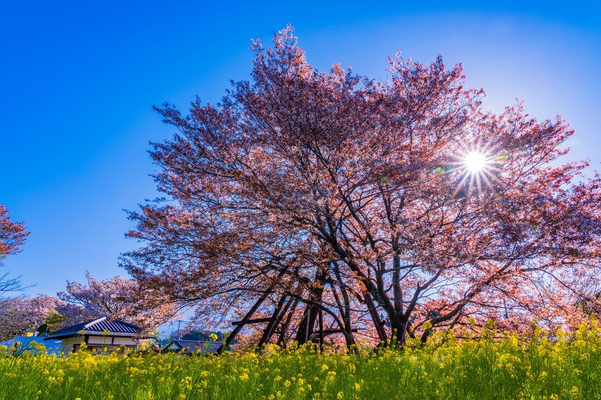 ต้นซากุระ Kariyado no Geba Sakura