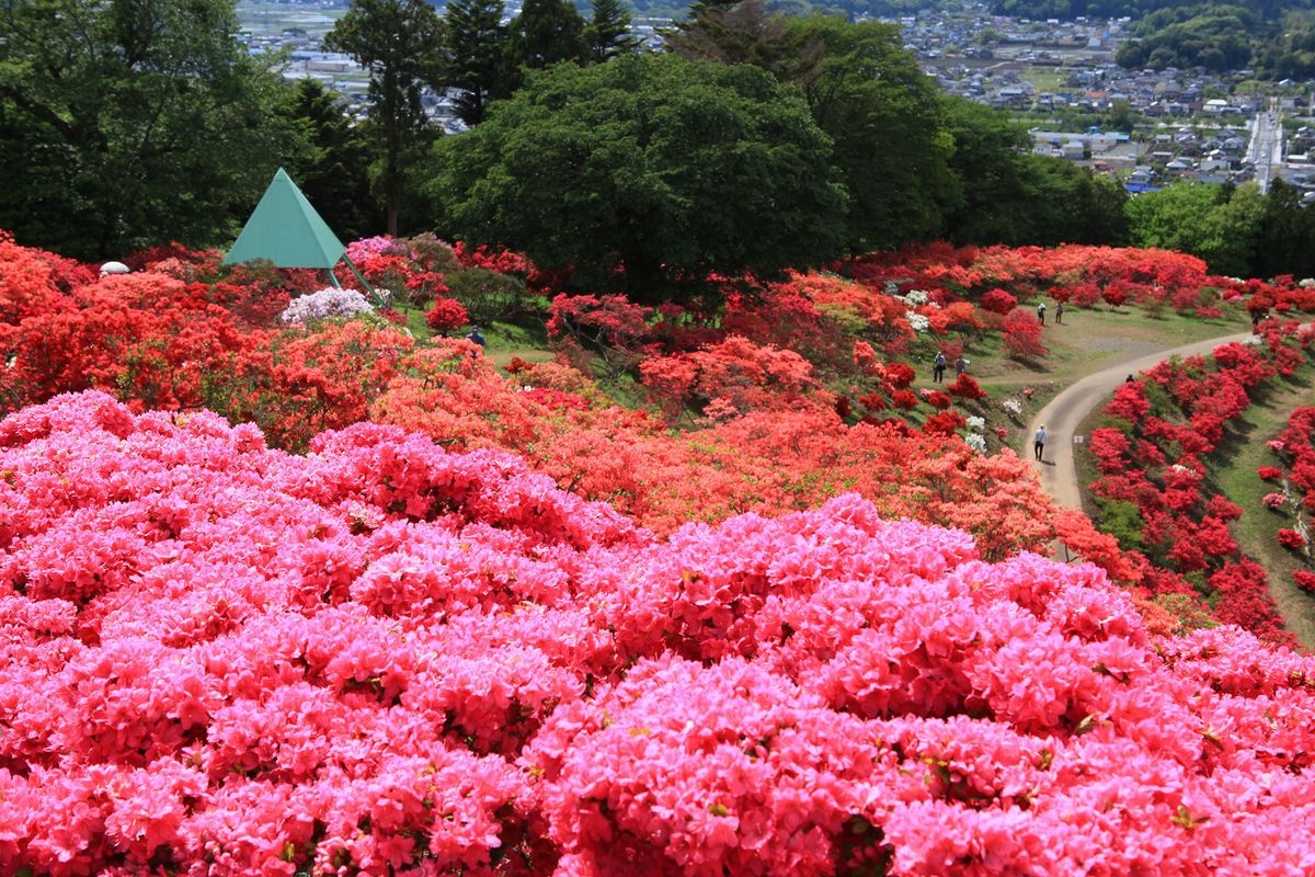 Tamanari Kasama Azalea Park