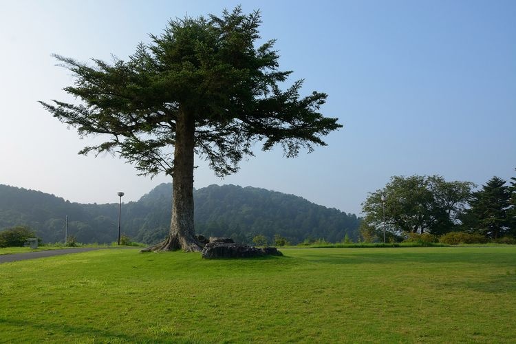笠間杜鵑花公園 (Kasama Tsutsuji Park) 2