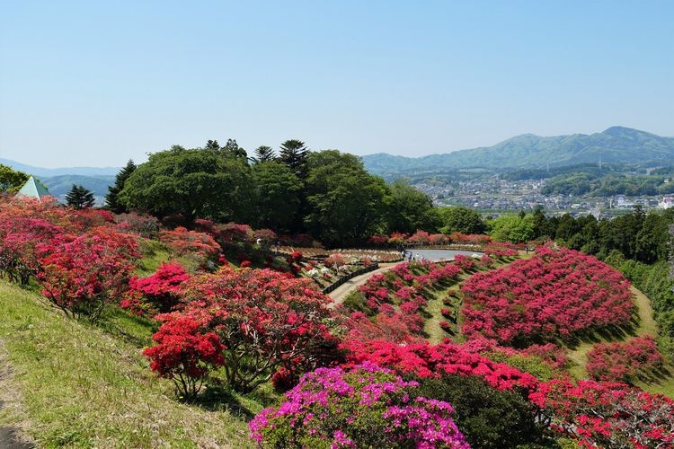 笠間杜鵑花公園 (Kasama Tsutsuji Park) 3
