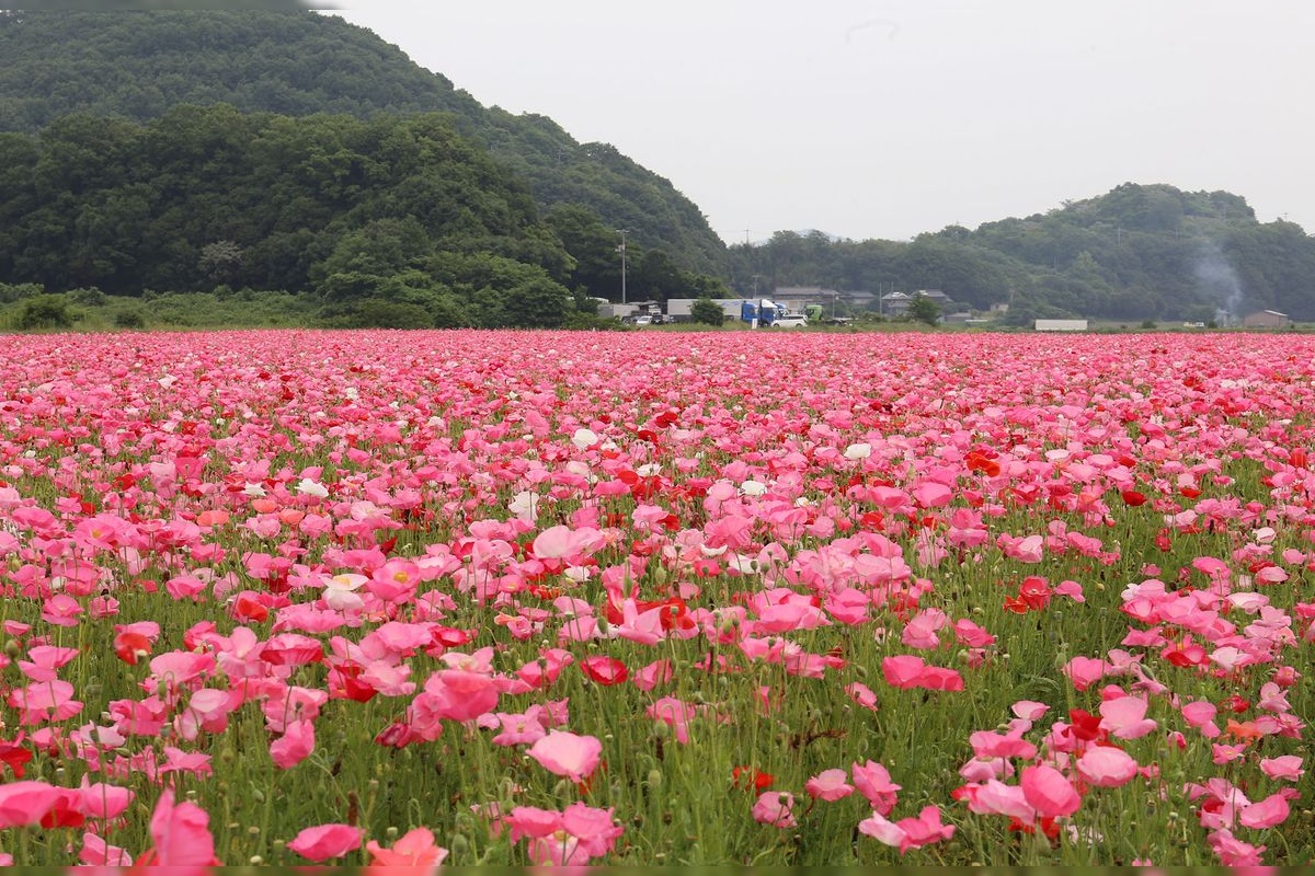 Campos de Flores de Kasaoka Bay (Kasaoka Bay Kantakuchi)