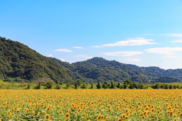 Campos de Flores de Kasaoka Bay (Kasaoka Bay Kantakuchi)