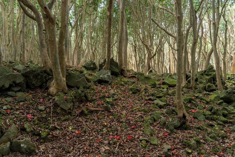 Mt. Kasayama 2