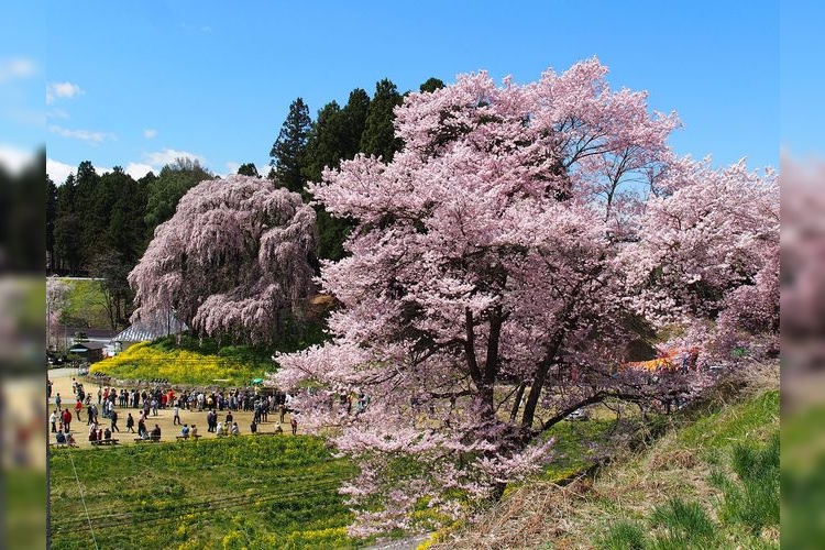 Kassenjo no Sakura