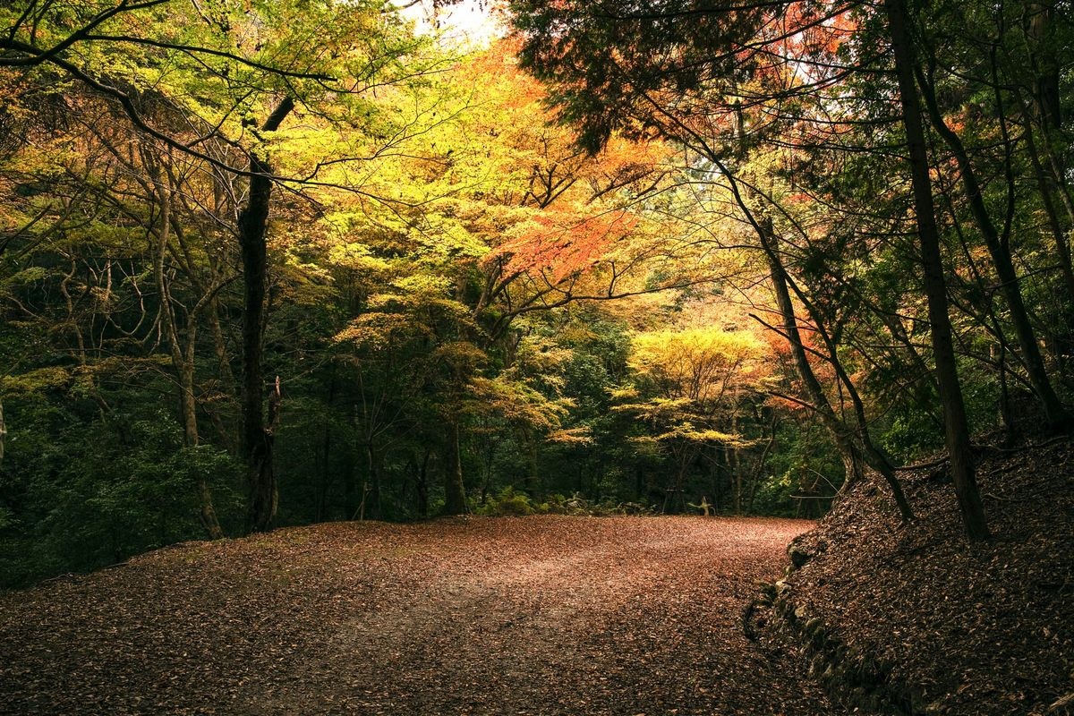 Kasugayama Primeval Forest