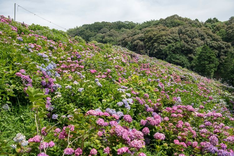 Katahara Onsen Ajisai no Sato
