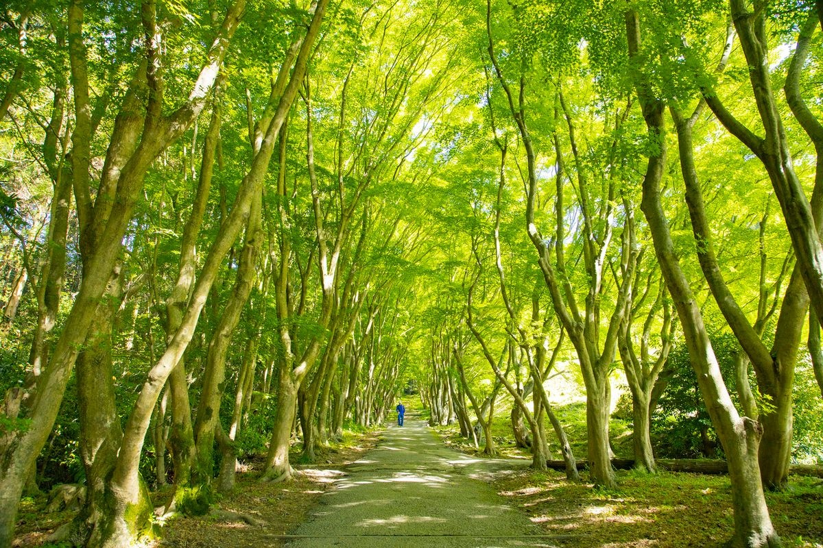 Kawachi Wisteria Garden