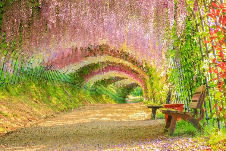 Kawachi Wisteria Garden (河内藤園)