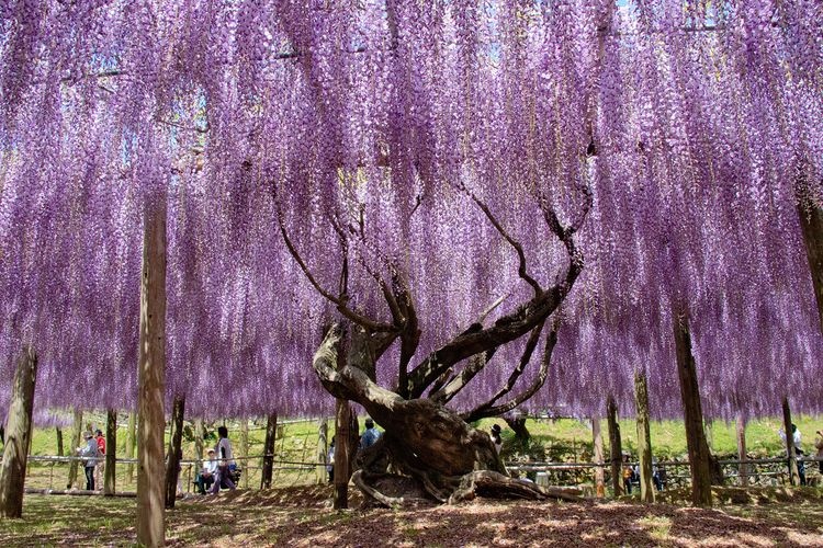 Kawachi Wisteria Garden (河内藤園) 2