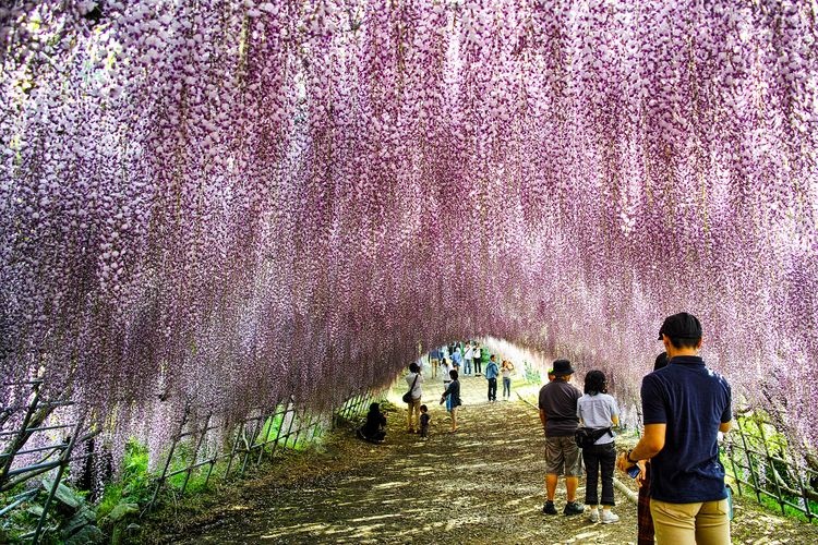 Kawachi Wisteria Garden (河内藤園) 4