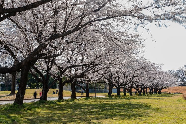 Kawagoe Suijo Park